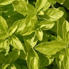 Des images de diff�rentes plantes